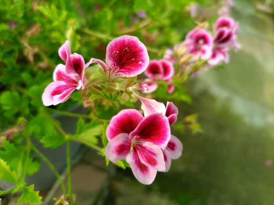 Planta del vivero Jardinería Adrover