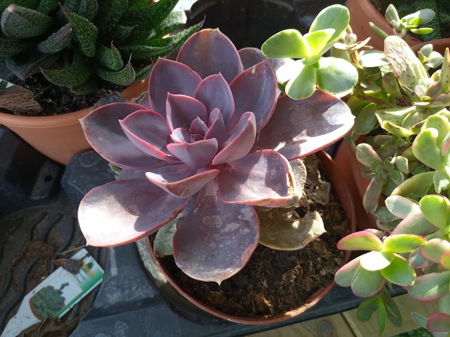 Planta del vivero Jardinería Adrover