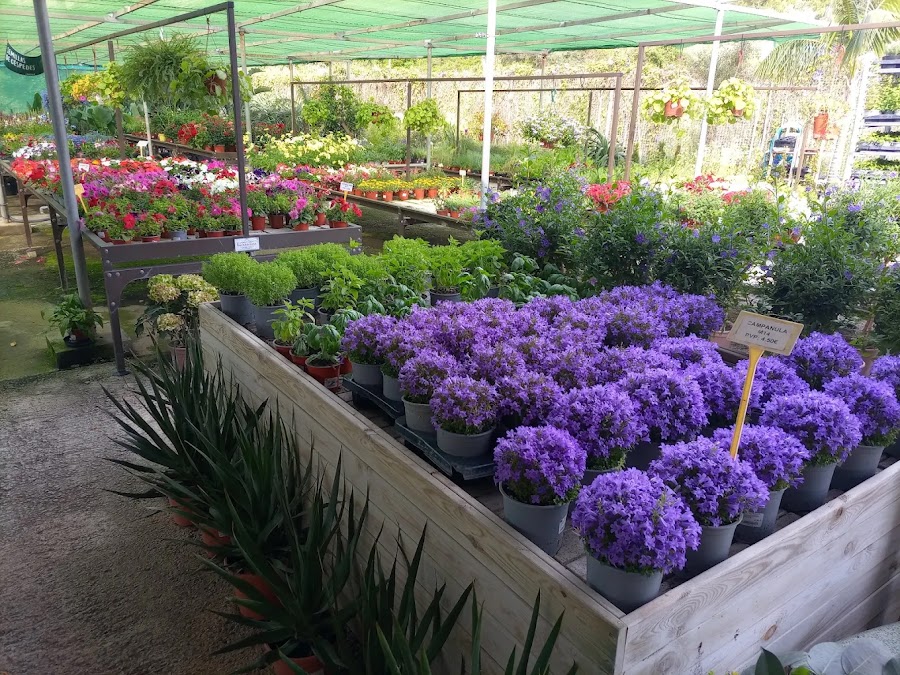 Planta del vivero Jardinería Adrover