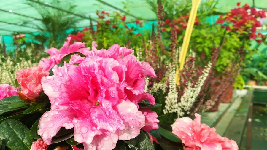 Planta del vivero Jardinería Adrover