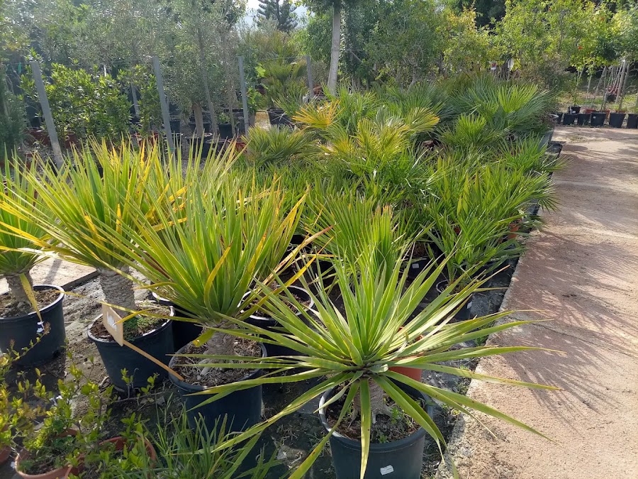 Disseny i plantació