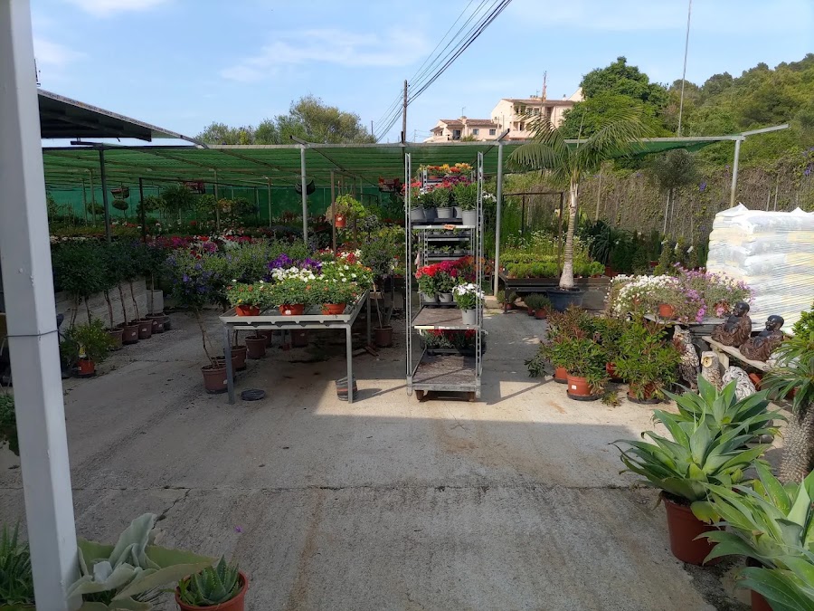 Planta del vivero Jardinería Adrover